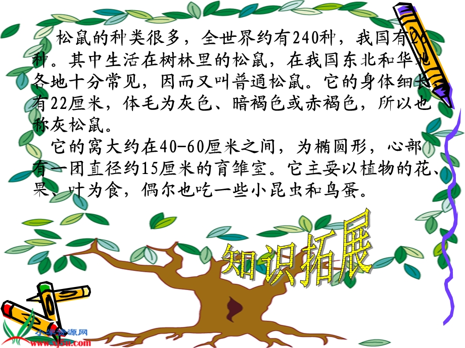 北师大三年级下《松鼠》.ppt_第3页