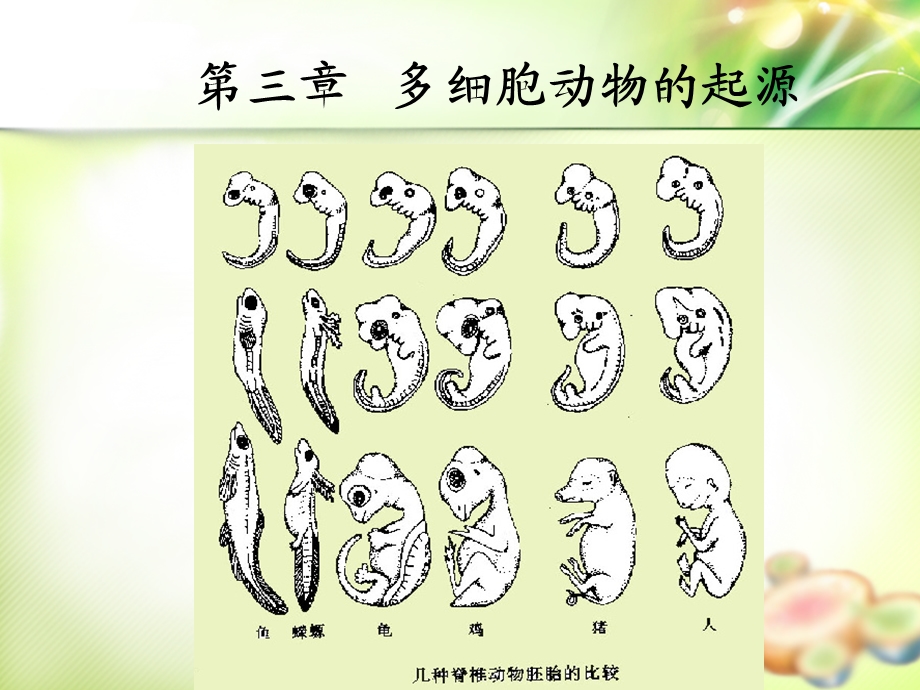 多细胞动物导论及多孔动物门Porifera.ppt_第1页