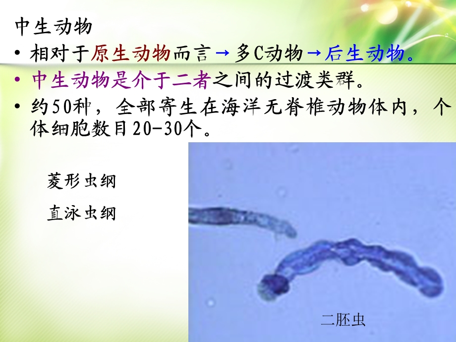 多细胞动物导论及多孔动物门Porifera.ppt_第3页