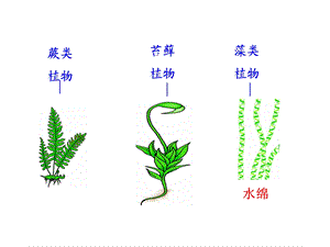 初中生物总复习-植物.ppt