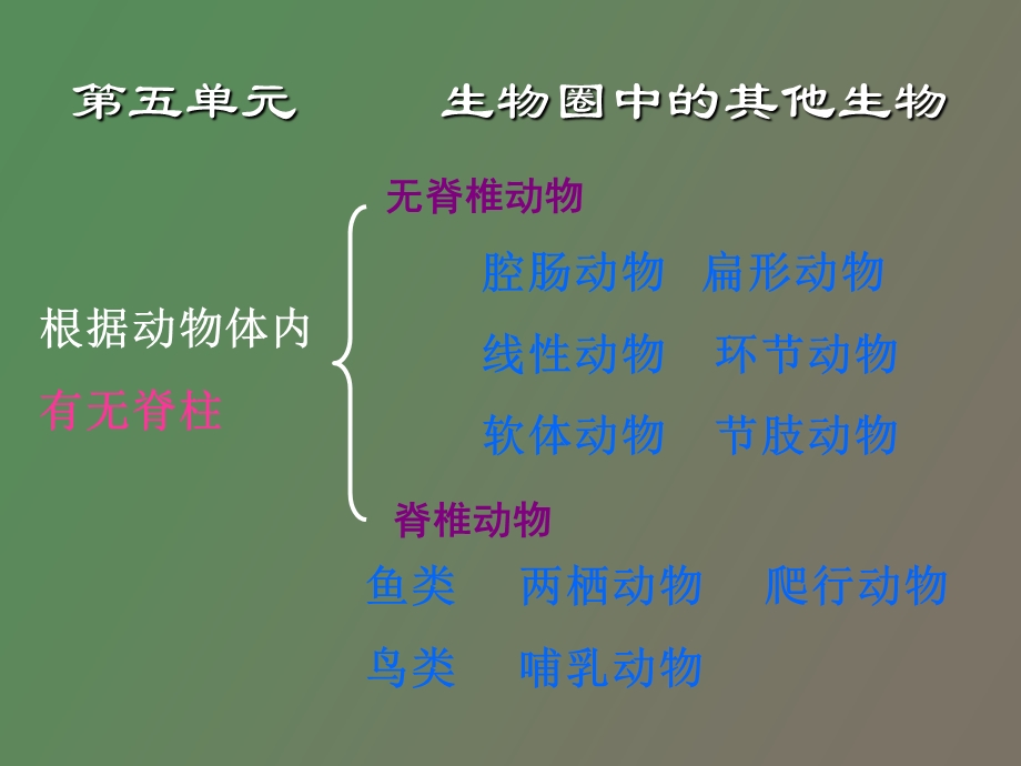 初中生物复习总提纲.ppt_第1页