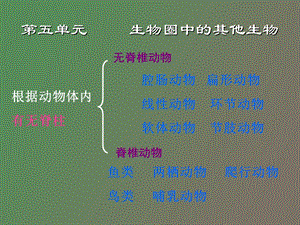 初中生物复习总提纲.ppt