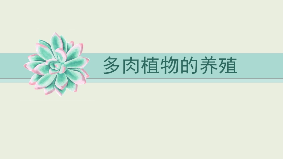 多肉植物的养殖.ppt_第1页