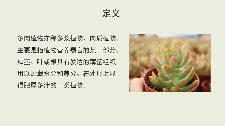 多肉植物的养殖.ppt_第3页