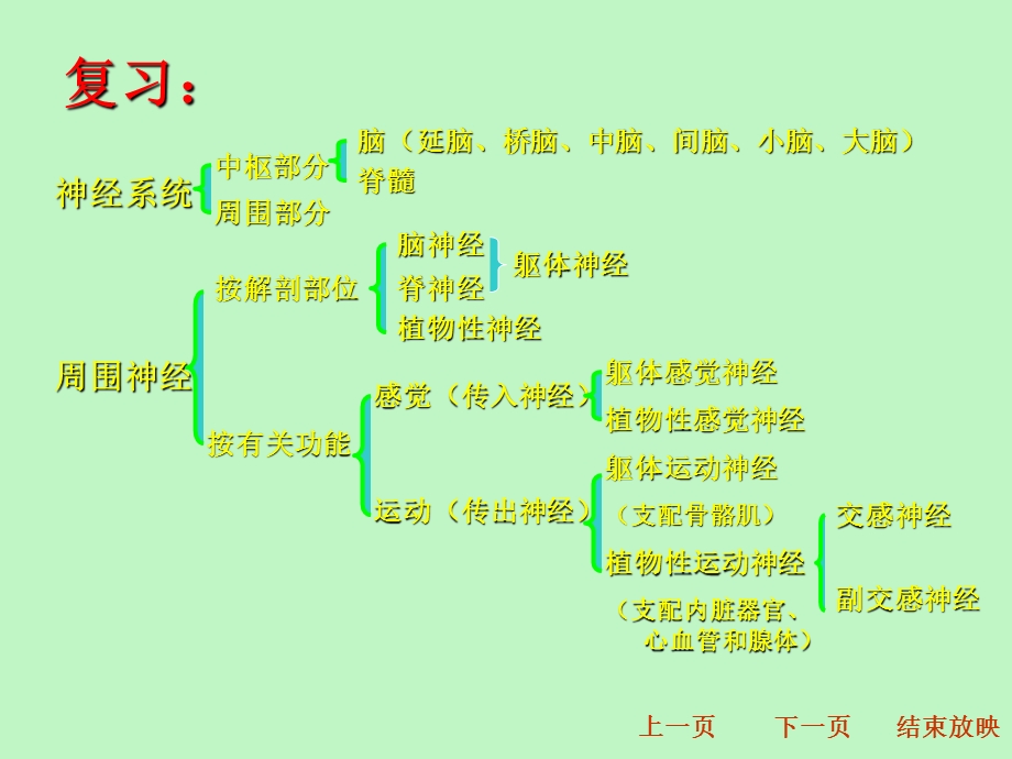 动物生理学第十章神经系统.ppt_第2页