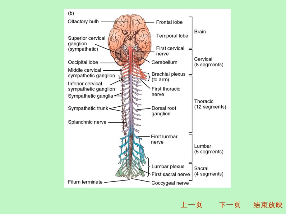 动物生理学第十章神经系统.ppt_第3页