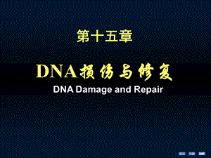 分子生物学-第15章 DNA损伤与修复.ppt
