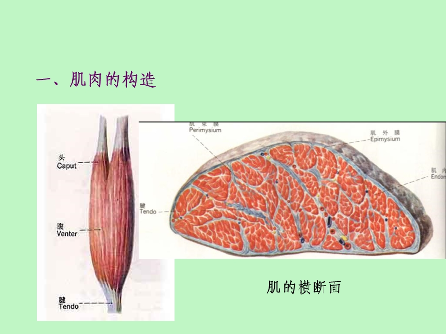 动物解剖学笫二章肌学.ppt_第3页