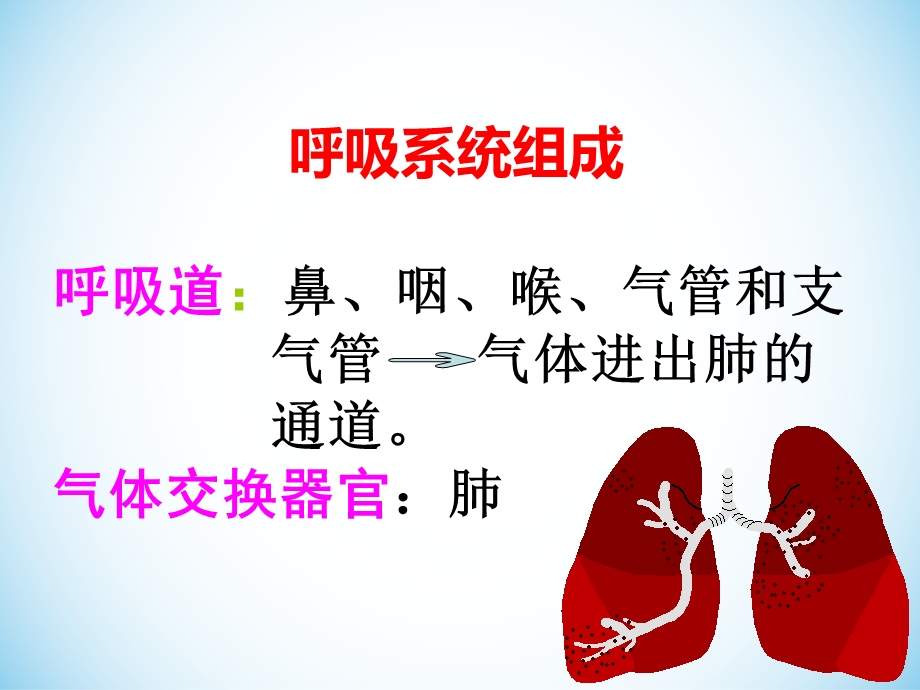 吸系统生理解剖.ppt_第2页