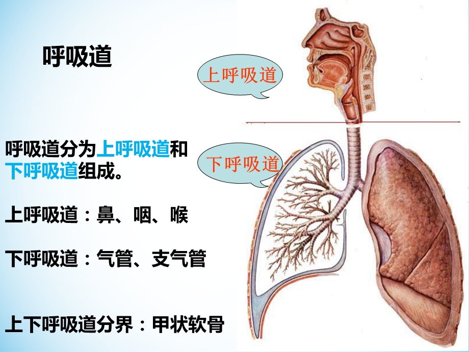 吸系统生理解剖.ppt_第3页