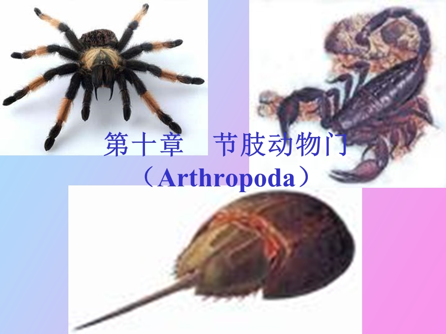 动物生物学节肢动物门.ppt_第1页