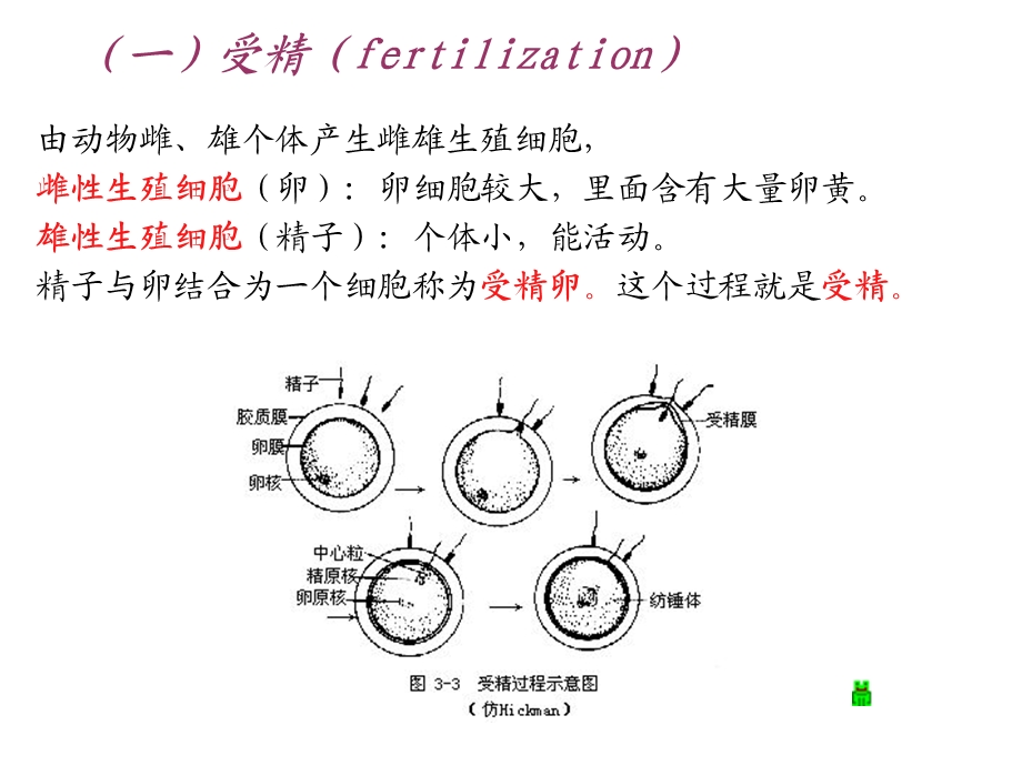 动物生物学2章多细胞动物的胚胎发育.ppt_第3页