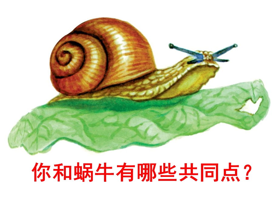 各种各样的生物.ppt_第3页