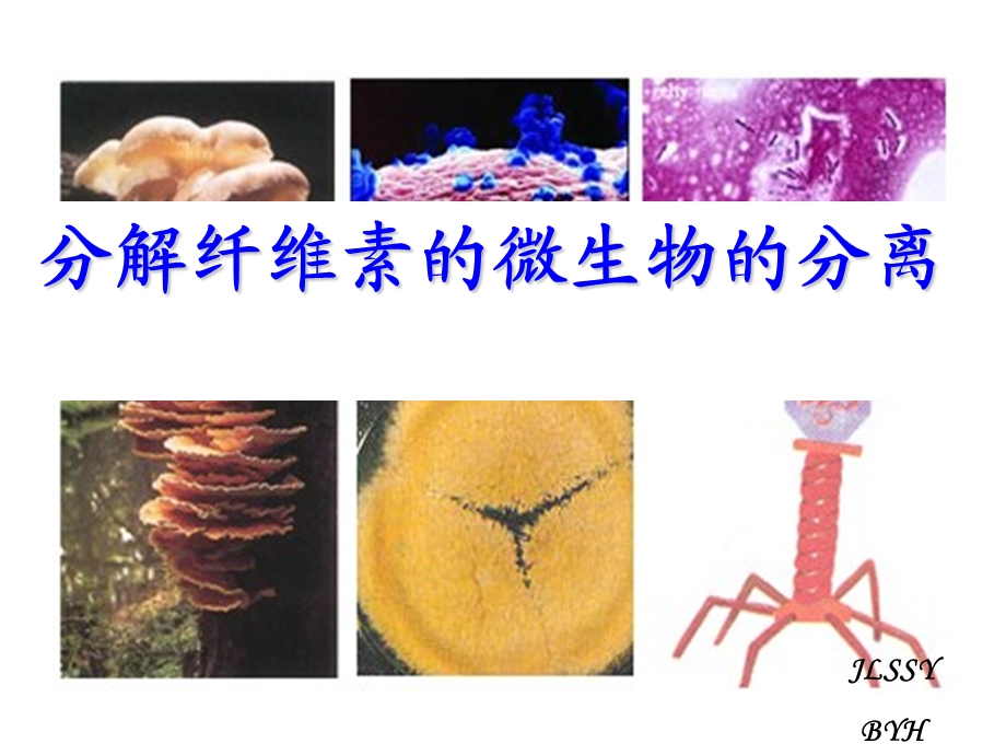 分解纤维素的微生物的分离(上课).ppt_第1页