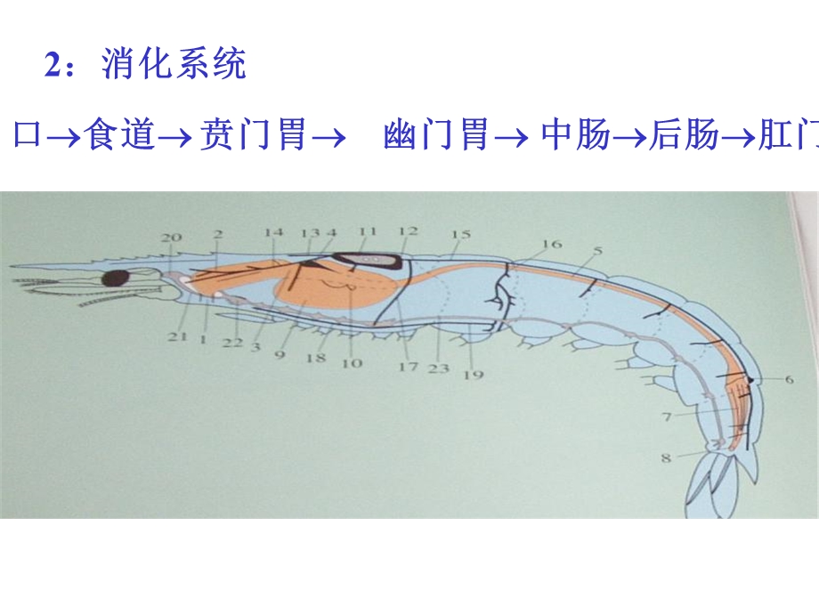 对虾的内部结构.ppt_第3页