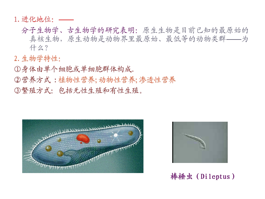 动物生物学33原生动物.ppt_第3页