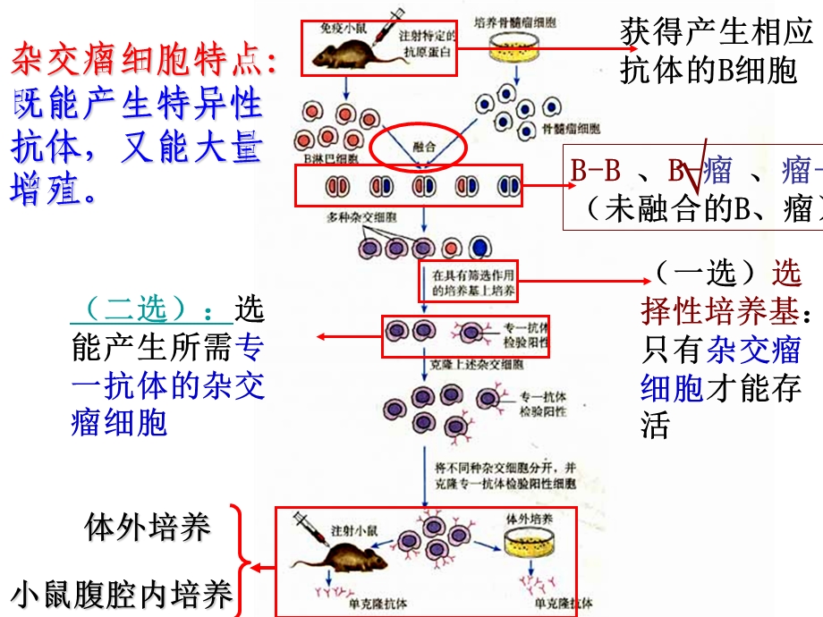 动物细胞工程复习课件.ppt_第3页