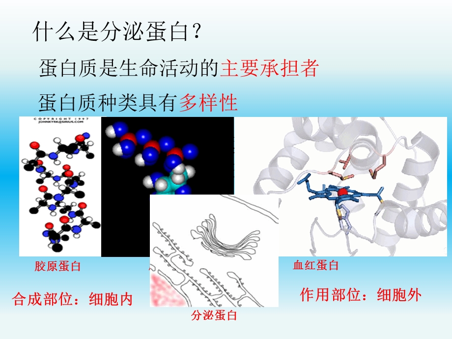 分泌蛋白的合成和分泌.ppt_第2页