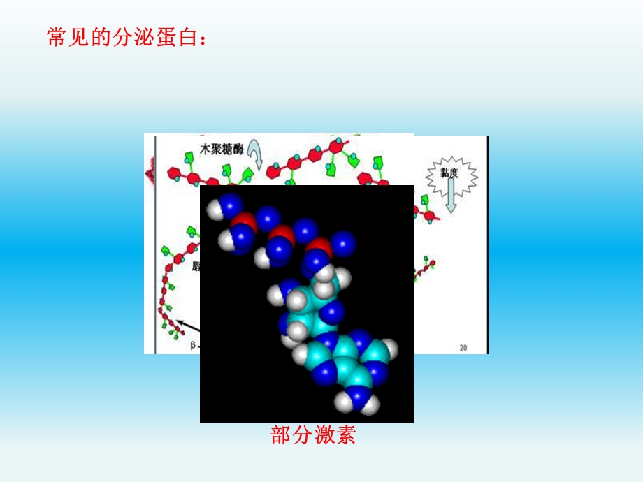 分泌蛋白的合成和分泌.ppt_第3页