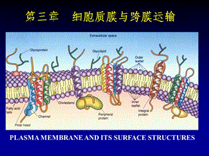 分子生物学-4细胞膜与跨膜运输.ppt