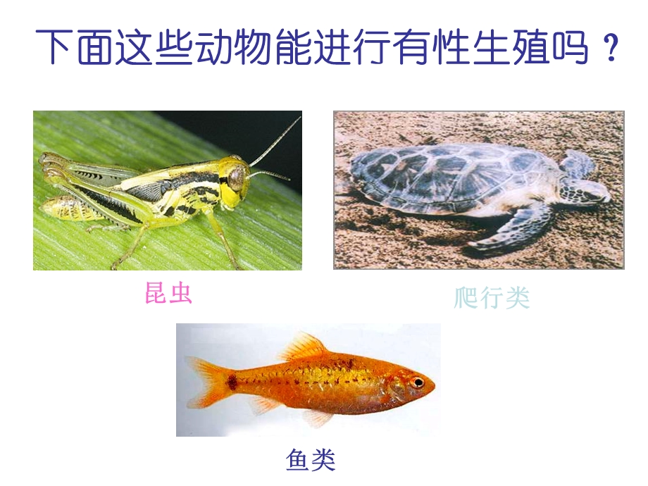 动物生殖方式的多样性.ppt_第3页