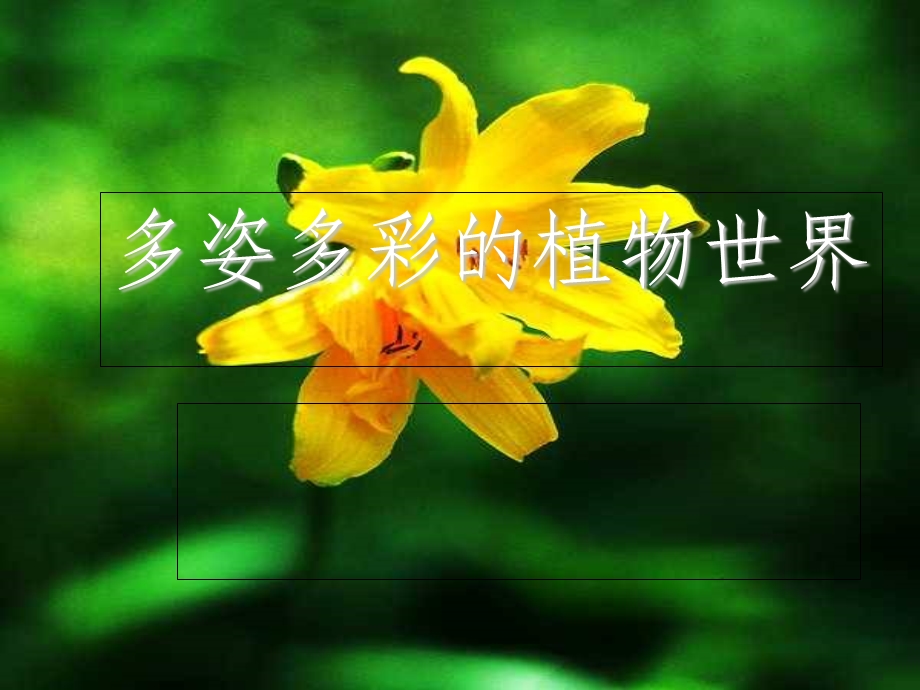 多姿多彩的植物世界.ppt_第1页