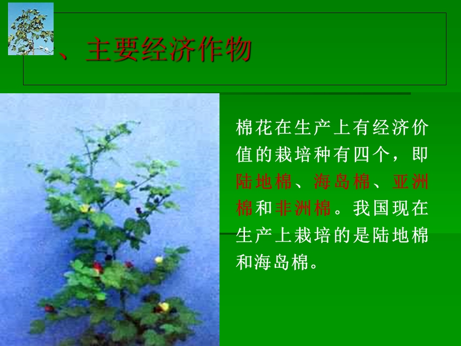 多姿多彩的植物世界.ppt_第3页