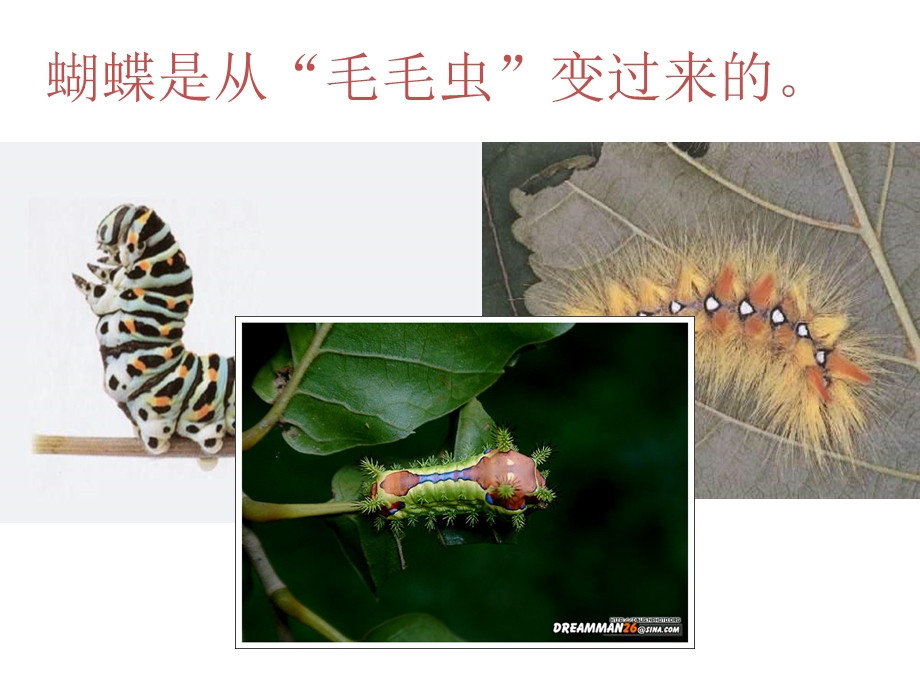 动物的生殖和发育课件.ppt_第2页