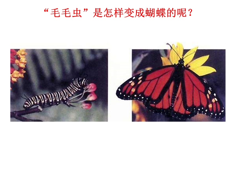 动物的生殖和发育课件.ppt_第3页