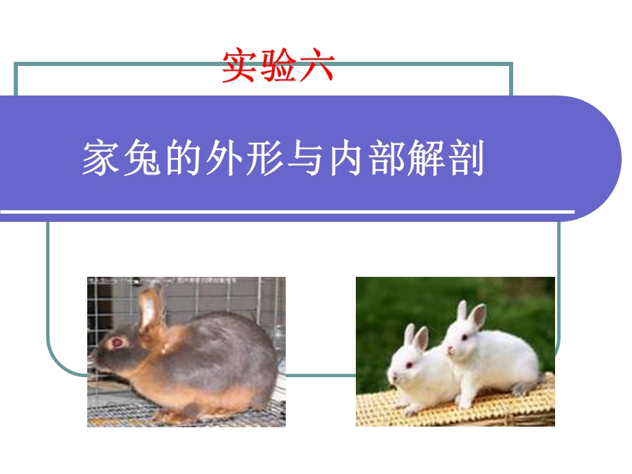 动物学实验实验六.ppt_第1页