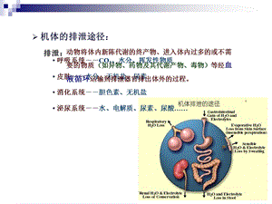 动物生理学泌尿修改.ppt