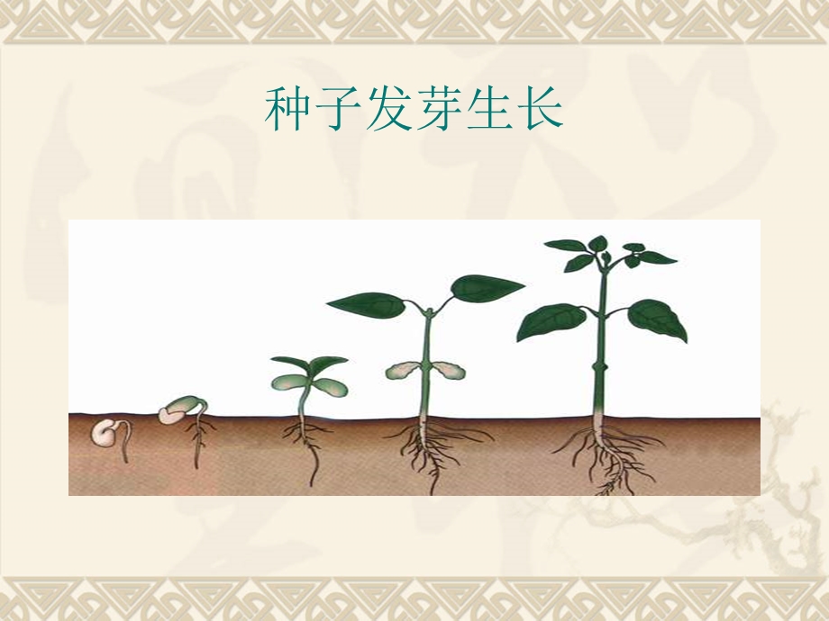 初一生物-细胞分裂和分化.ppt_第3页