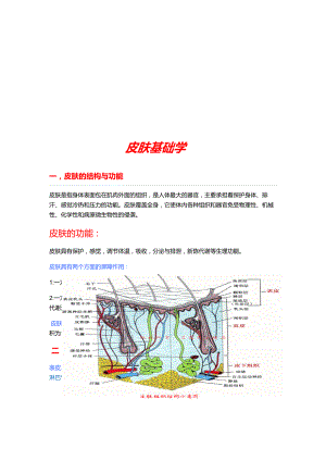 皮肤基础知识.doc