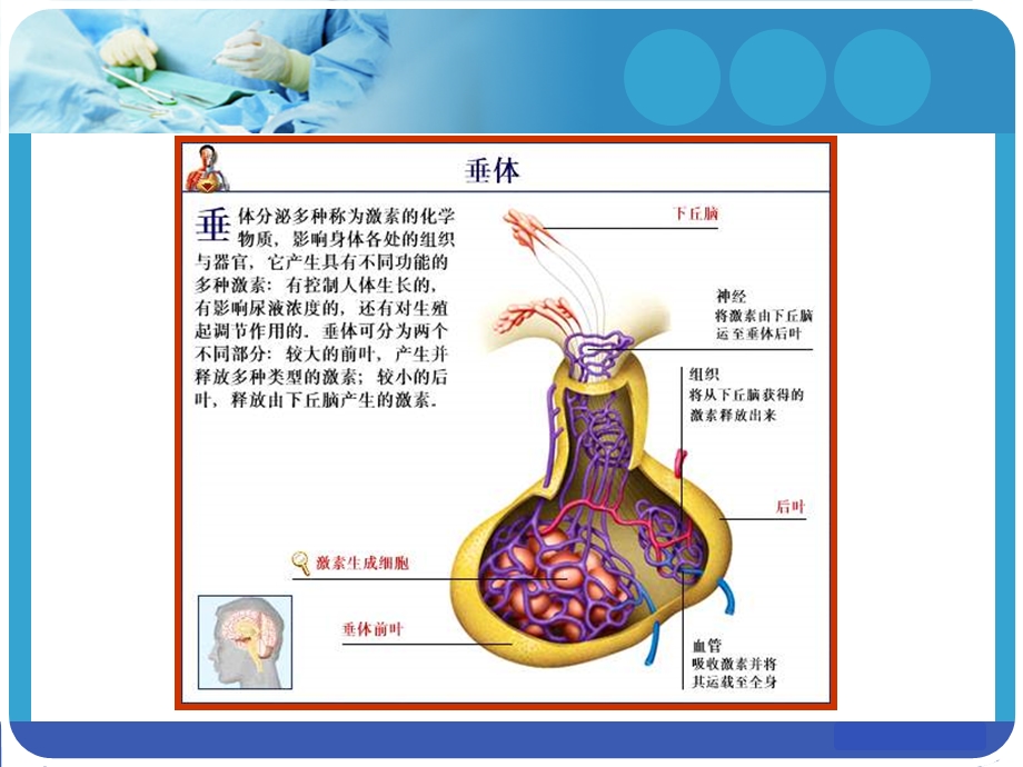 垂体生理与疾病.ppt_第3页