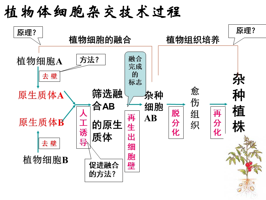 动物细胞融合和单克隆抗体(授课用).ppt_第2页