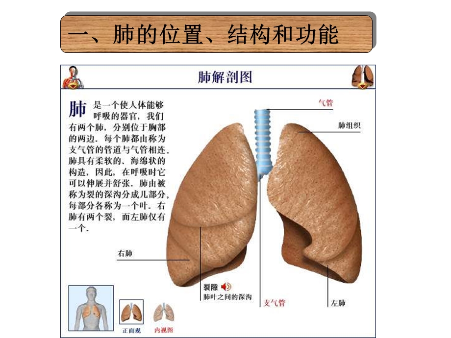 发生在肺内的气体交换ppt.ppt_第2页