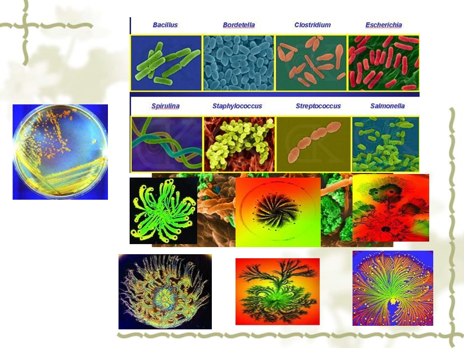 动物生物技术绪论.ppt_第3页