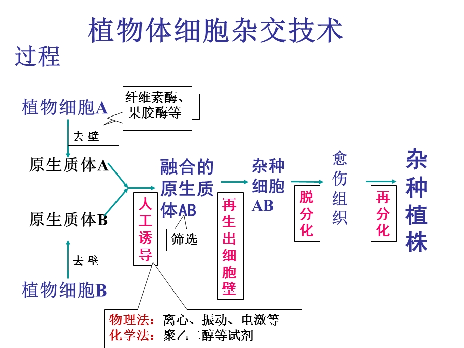 动物细胞融合ppt.ppt_第3页