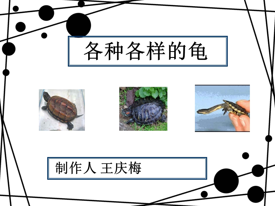 各种各样的乌龟.ppt_第1页