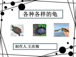 各种各样的乌龟.ppt