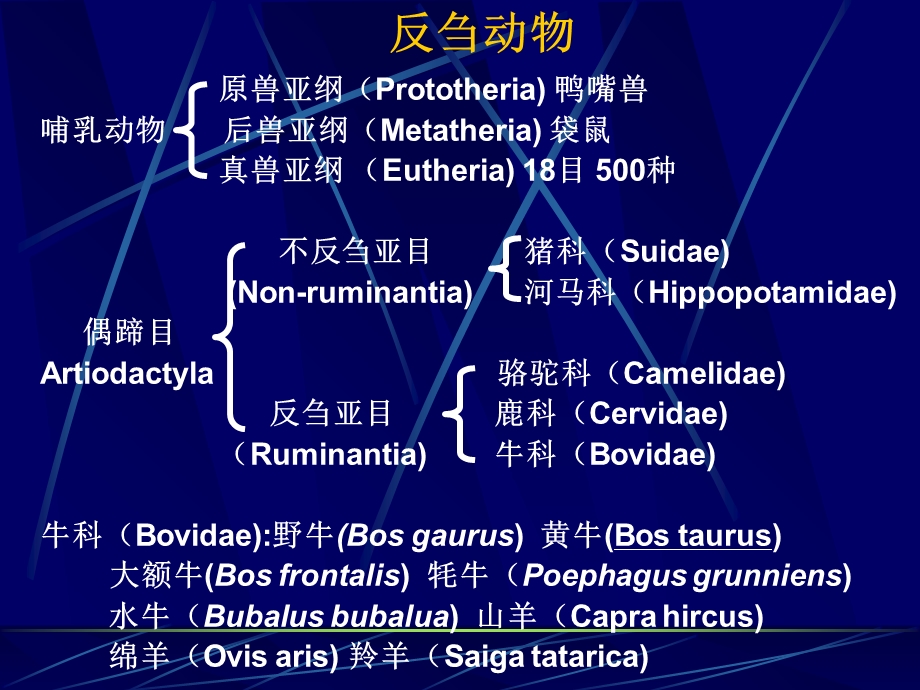 动物的消化、吸收和利用.ppt_第3页