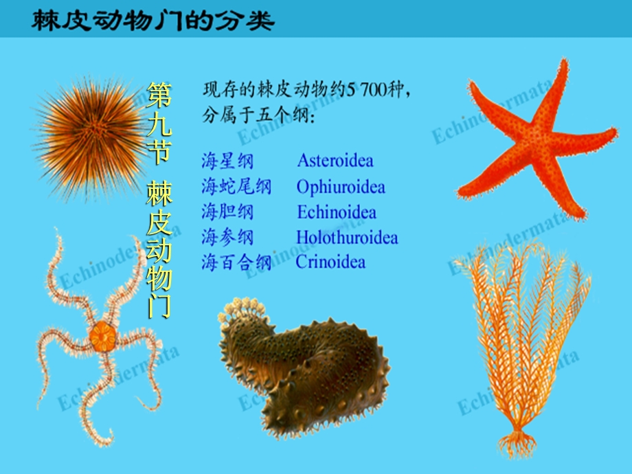 动物的类群棘皮动物门.ppt_第1页