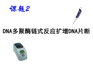 多聚酶链式反应扩增DNA.ppt