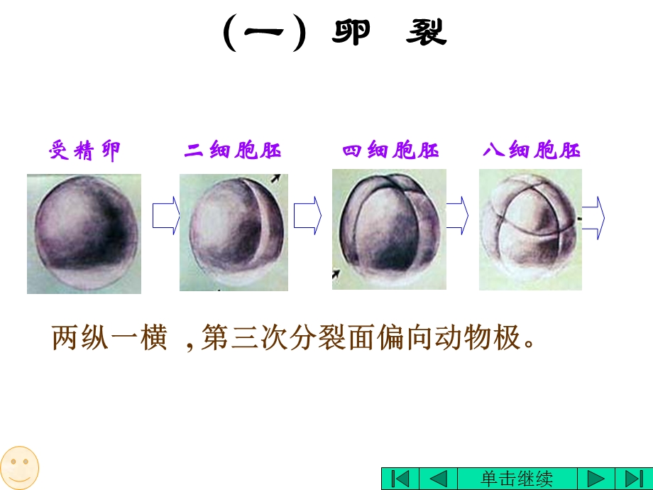 动物的个体发育教学课件.ppt_第3页