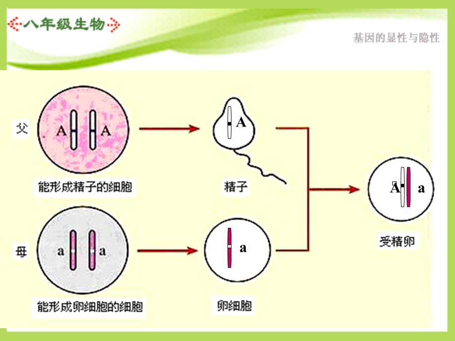 八年级生物下册基因的显性和隐性.ppt_第3页