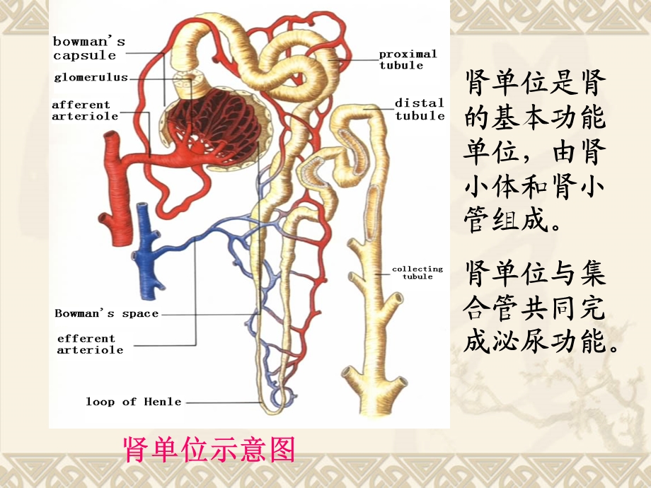 尿液蛋白质葡萄糖与酮体检测.ppt_第3页