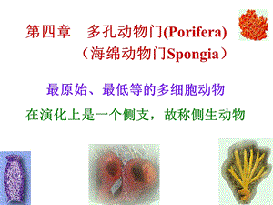 多孔动物门海绵动物.ppt