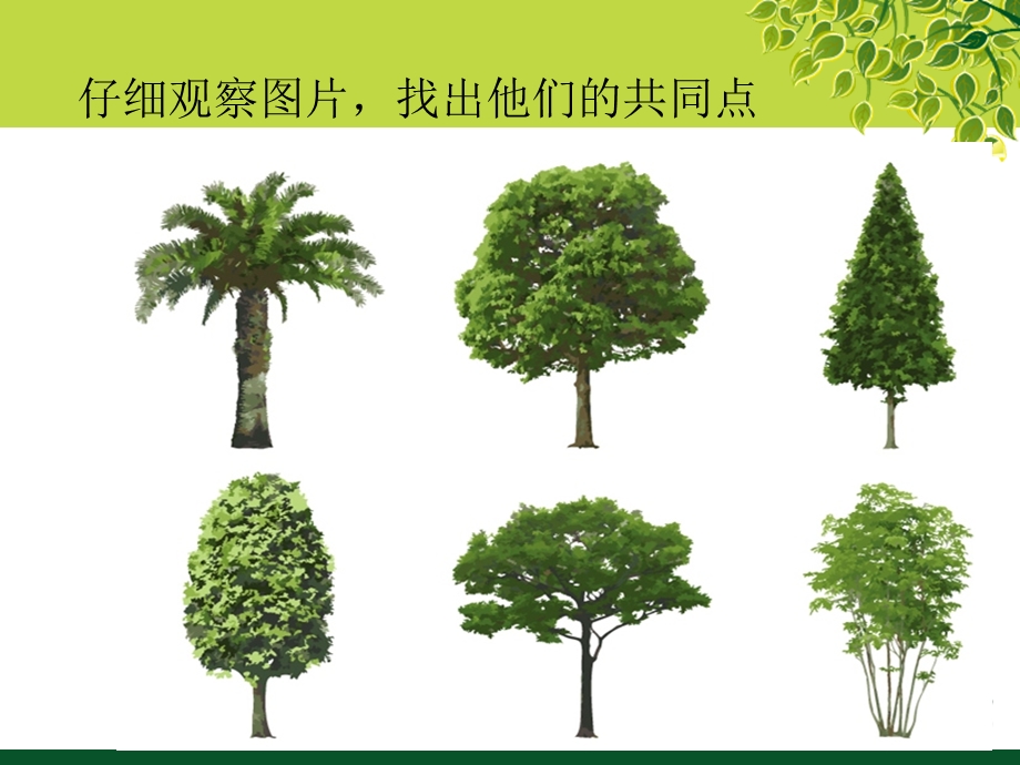 各种各样的树美术教案.ppt_第3页