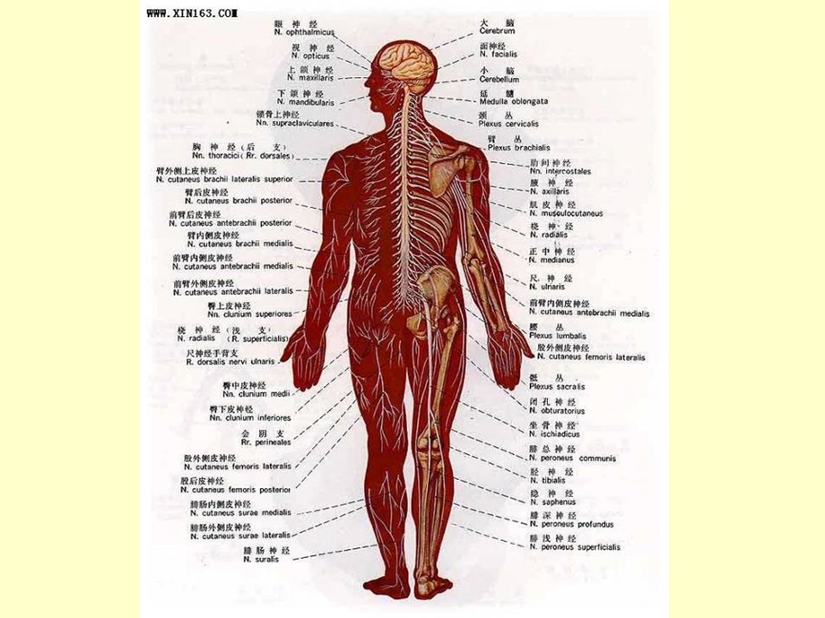 动物生理学10神经系统的功能上.ppt_第2页