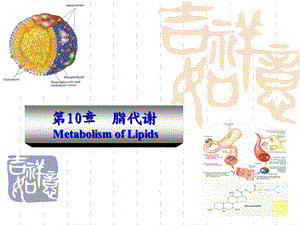 动物生物化学+10+脂类代谢.ppt